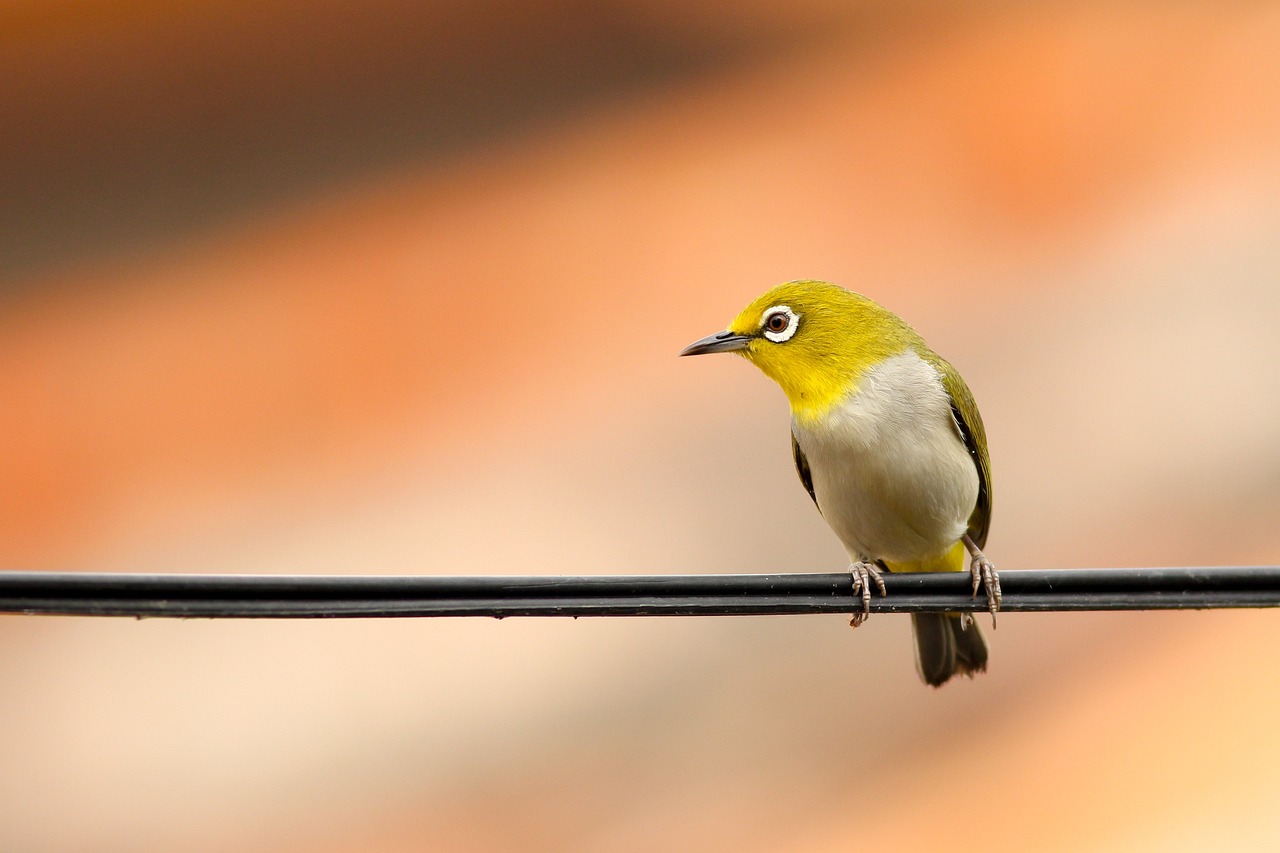 How Rapid Urbanisation Is Affecting Bird Species